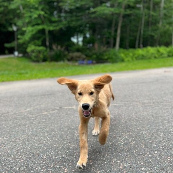 Meet your Posher, Kv - Picture 1 of 1